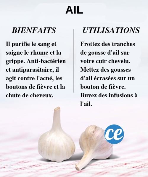 Découvrez les bienfaits et utilisations de l'ail pour la santé et le corps