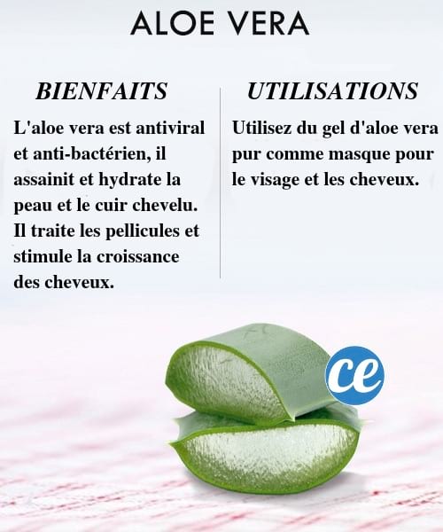 Découvrez les bienfaits et utilisations de l'aloe vera pour la santé et le corps