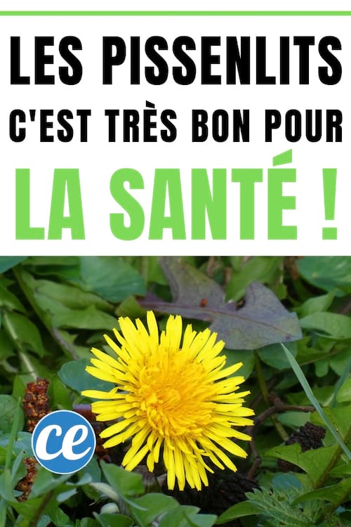 Les Pissenlits Ca Ne Se Mange Pas Faux Et C Est Tres Bon Pour La Sante