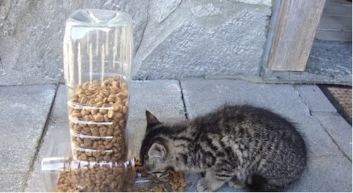 mangeoire pour chat bouteile plastique