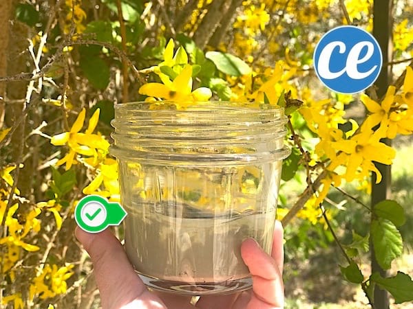 La crème à récurer faite maison