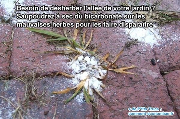 Saupoudrez à sec du bicarbonate sur les  mauvaises herbes pour les faire disparaître