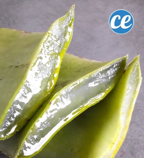 l'aloe vera est un remède naturel pour les chiens et les chats