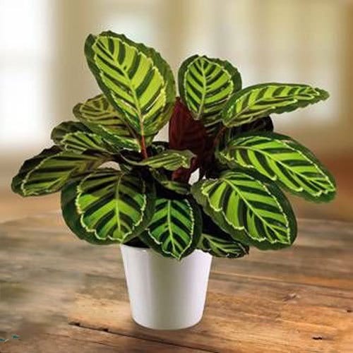 Maranta leuconeura est une plante d'intérieure qui apprécie une lumière indirecte