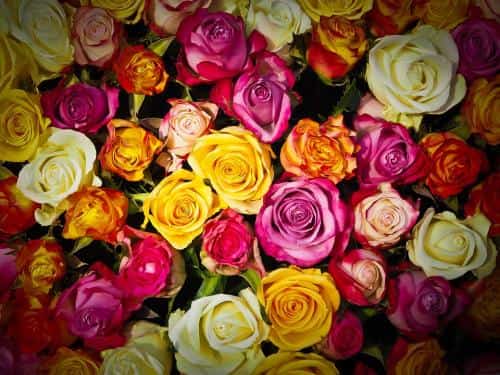 selon leur couleur, les roses peuvent avoir une signification différente