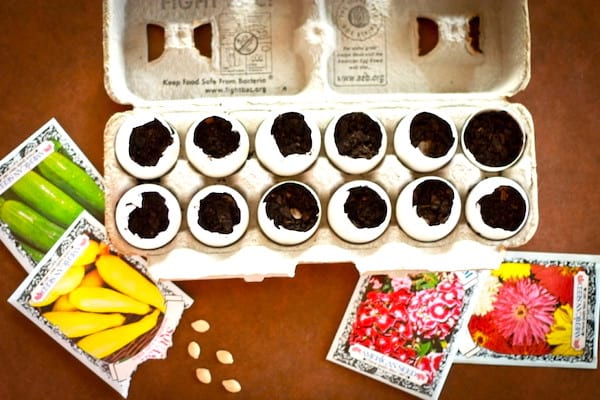 Astuce jardinage : utilisez des coquilles d'oeufs comme pots à semis.