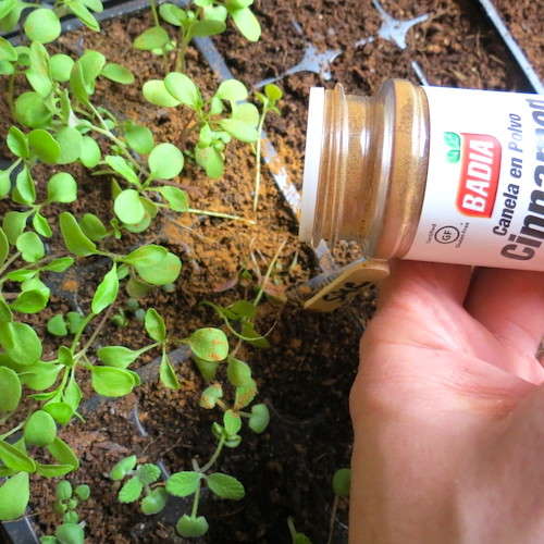 Astuce jardinage : saupoudrez de la cannelle en poudre autour de vos semis pour les protéger du mildiou.