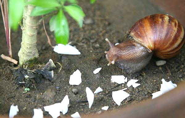 Astuce jardinage : utilisez des coquilles d'œufs écrasées pour dissuader les nuisibles de s’attaquer à vos plantes.