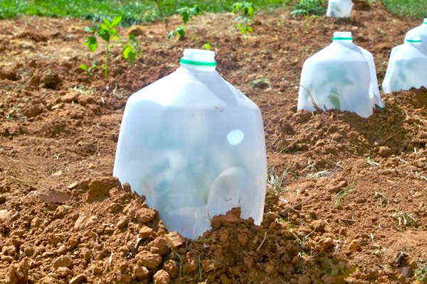Astuce jardinage : faites une mini serre avec un bouteille en plastique pour protéger les jeunes plantes et les semis du gel.