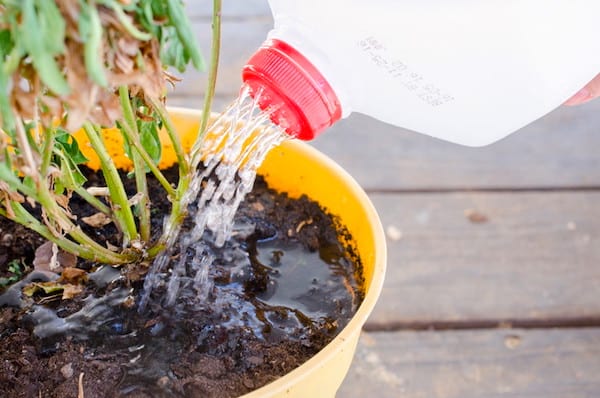 Astuce jardinage : utilisez une bouteille en plastique comme arrosoir.