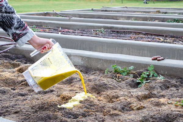 Astuce jardinage : utilisez un mixer pour faire compost liquide avec vos restes de cuisine.
