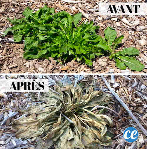 Astuce jardinage : utilisez le vinaigre blanc pour éliminer les mauvaises herbes.