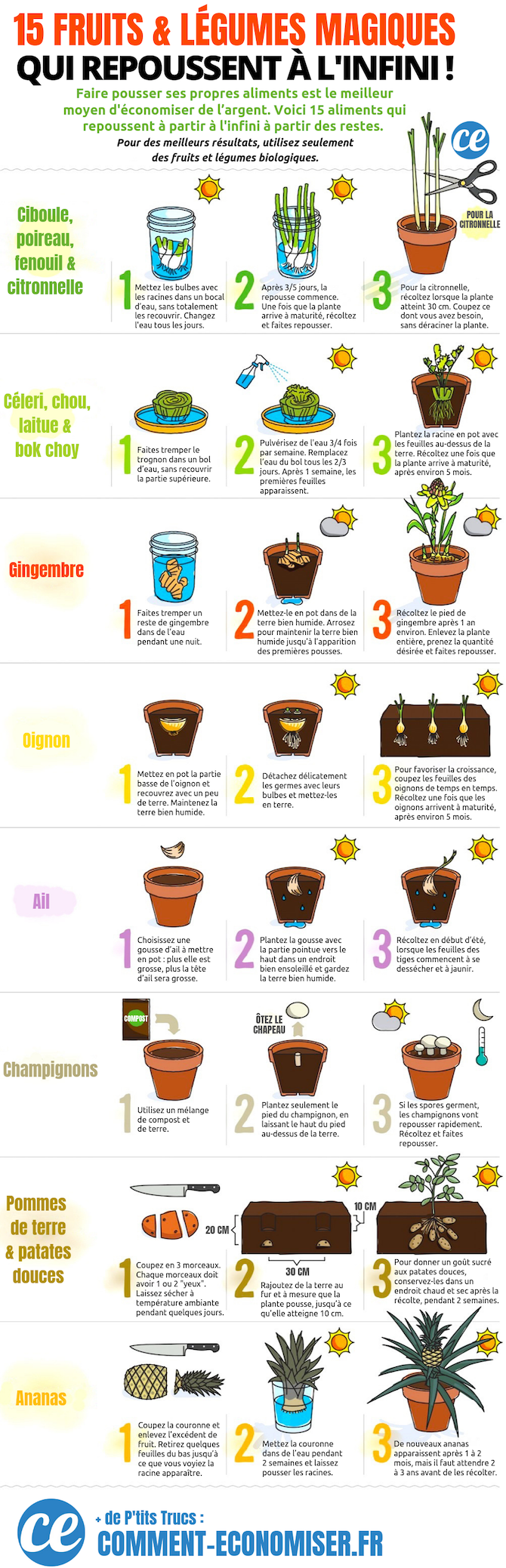 Ne jetez pas vos restes de légumes ! Voici les aliments que vous pouvez faire repousser À L'INFINI