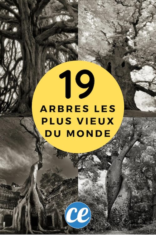 Les 19 arbres les plus vieux et les plus incroyables de la terre