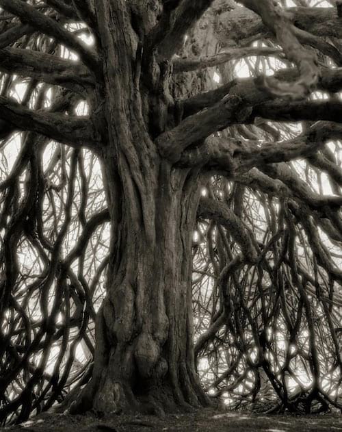 Vieil arbre avec des branches qui font peur dans la forêt