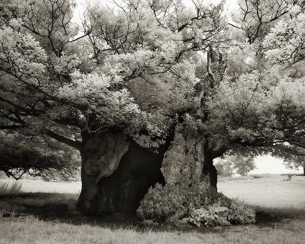 Incroyable vieil arbre fleuri