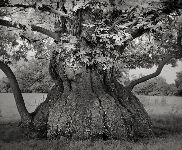 Un arbre très vieux et beau avec un tronc arrondi