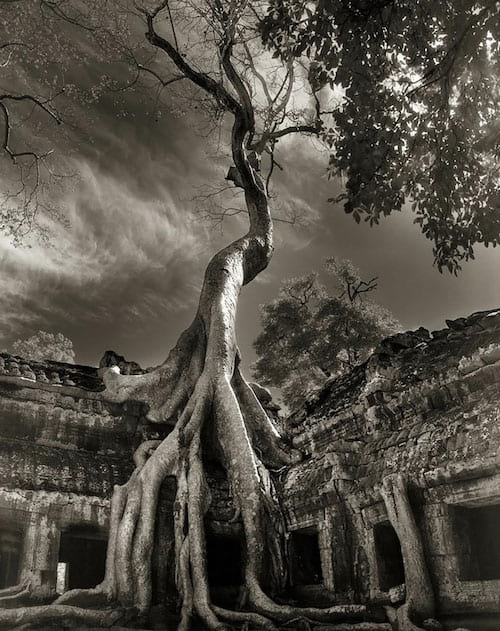 Un vieil arbre qui a poussé sur un temple il y a des centaines d'années