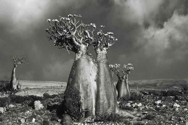 Un arbre très vieux sans feuille et peu de branche au milieu du desert