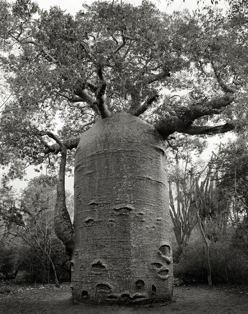 Un magnifique arbre cylindrique très vieux