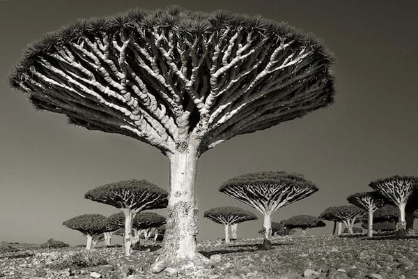 Des vieux arbres incroyables avec des branches qui montent vers le haut