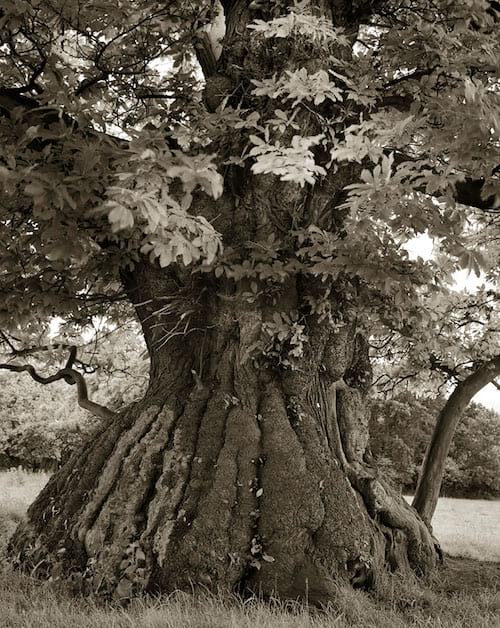 Vieil arbre en forme de cylindre