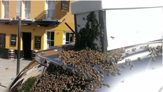 Une boite pour attirer les abeilles