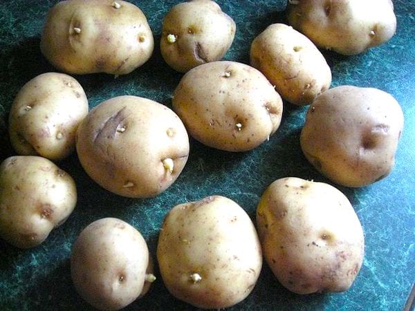Pommes de terre & patates douces : voici la méthode MAGIQUE pour les faire repousser à partir des restes de cuisines !