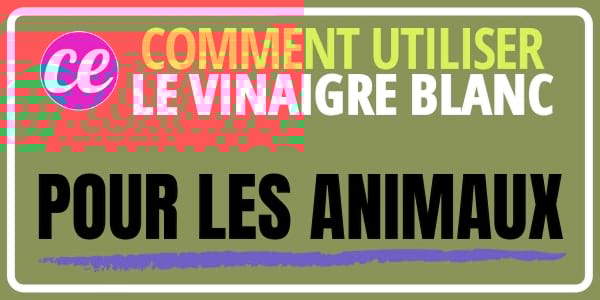 Vinaigre blanc : comment faire pour l'hygiène des animaux de compagnie ?