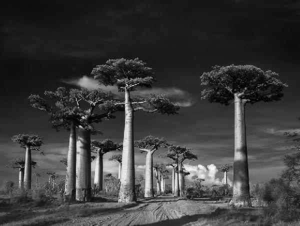 Des beaux arbre très vieux avec une piste en sable en bas