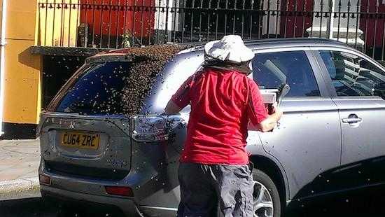 une boite est posée sur le toit de la voiture pour attirer les abeilles