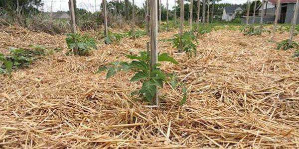 Quels sont les avantages d'utiliser du paillis dans son jardin ou potager ?