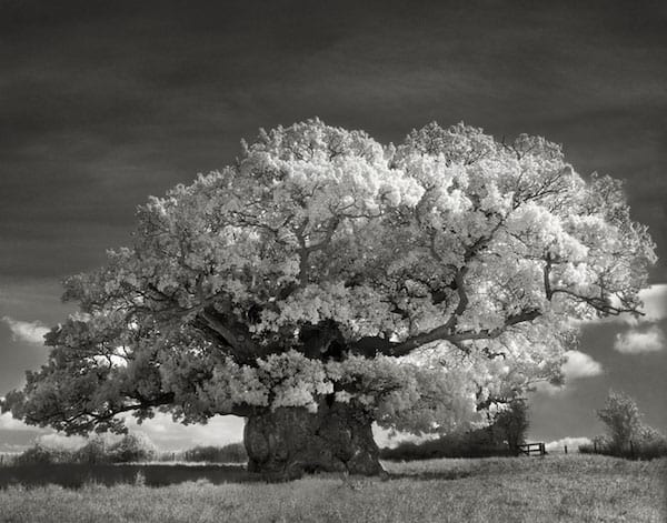 Arbre magnifique fleuri avec un tronc énorme au milieu de la brousse