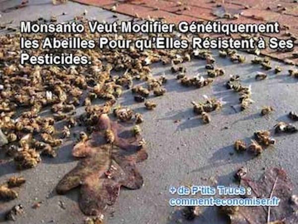 monsanto pense modifier l'adn des abeilles