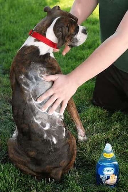 comment tuer puces de chiens facilement liquide vaisselle