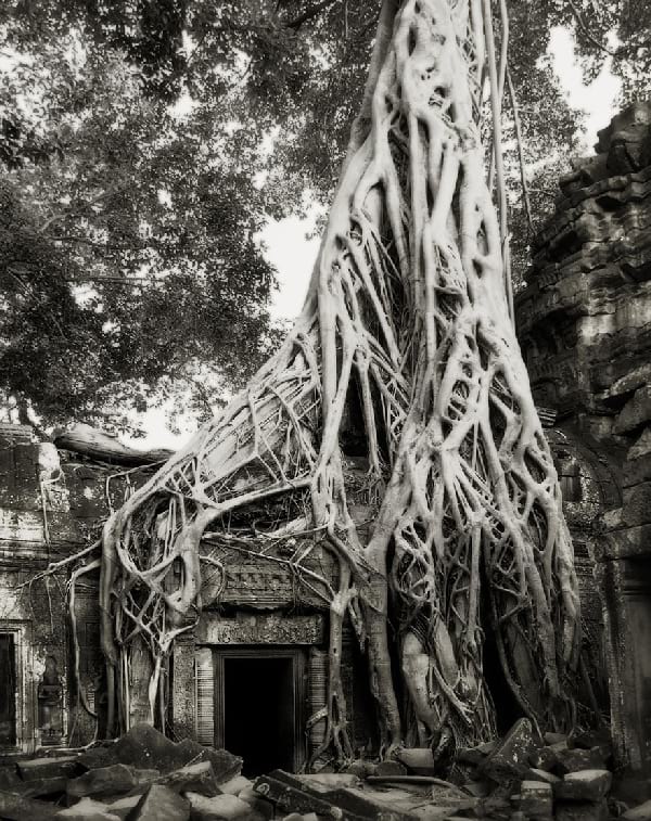 Un arbre très vieux immense qui a poussé sur un temple