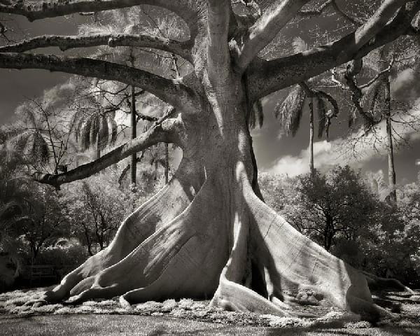 Un vieil arbre magnifique très vieux avec un tronc très large