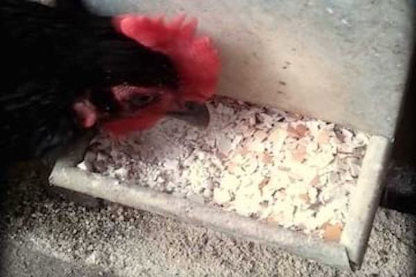 Peut-on utiliser les coquilles d'œuf avec nos poules ?