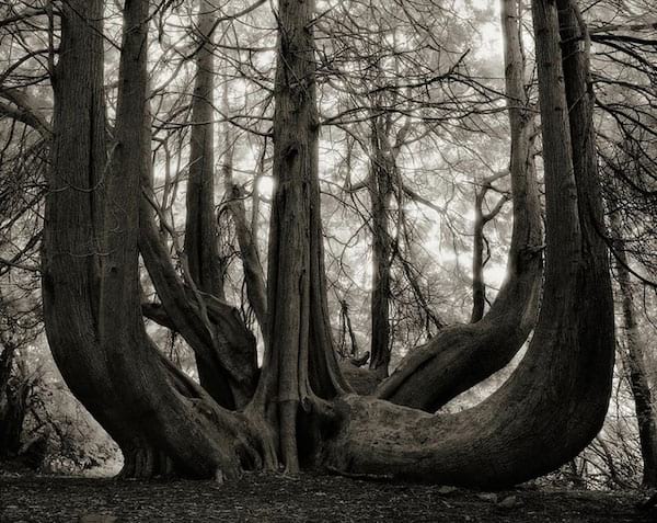 Un vieil arbre avec plein de gros troncs qui montent vers le ciel
