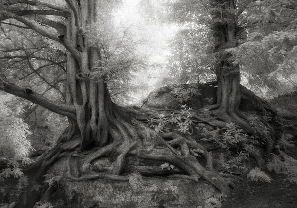 Bel arbre avec plein de racines dans la forêt