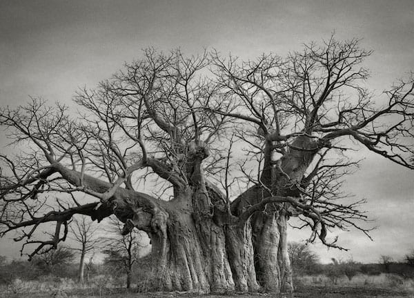 Un vieil arbre avec un tronc énorme au milieu de nulle part