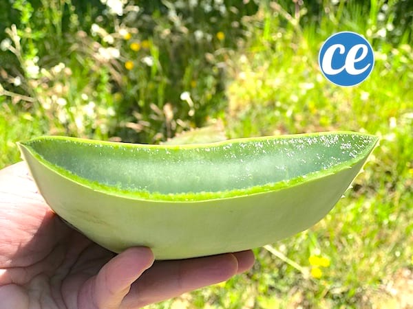 Comment conserver une feuille d'aloe vera coupée ?