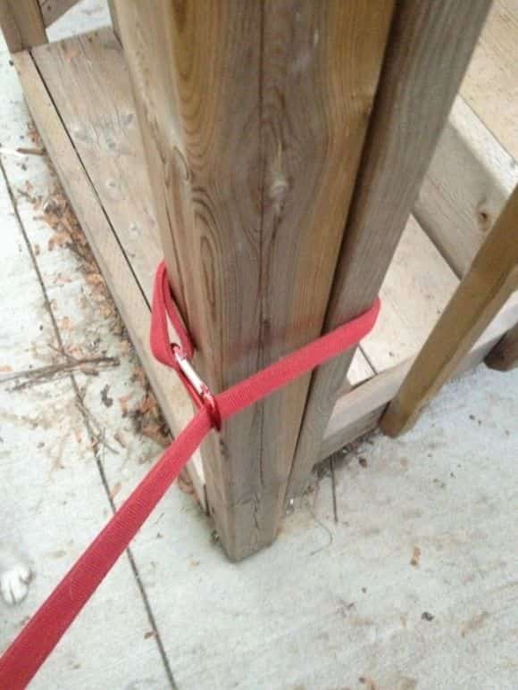 Utilisez un mousqueton pour attacher une laisse sur un poteau ou un arbre