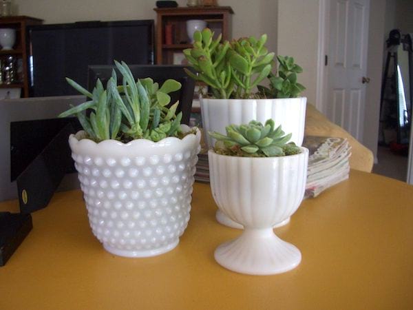 planter des cactus dans des pots blancs modernes