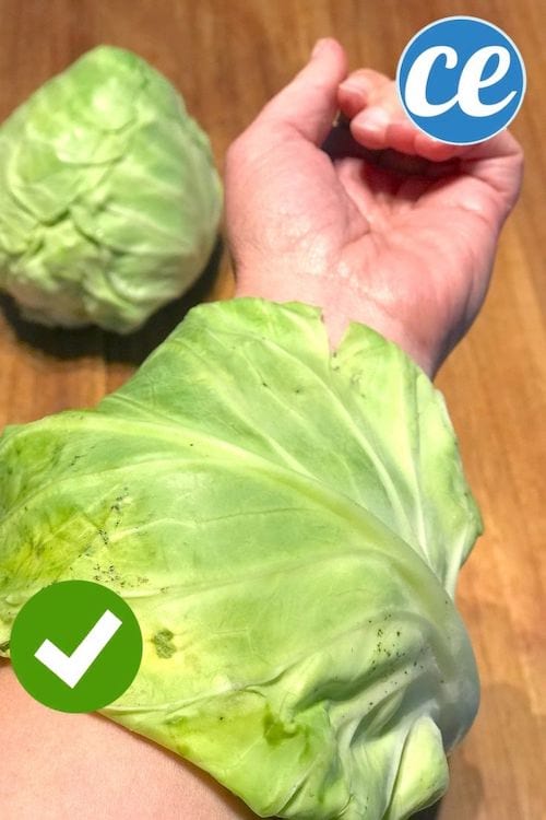 Un cataplasme au chou pour calmer les démangeaisons des piqûres d'aoutats
