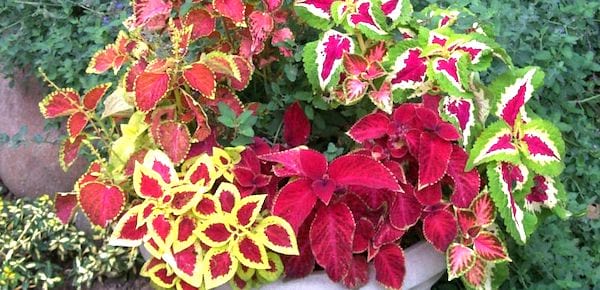 coleus plante qui pousse sans soleil