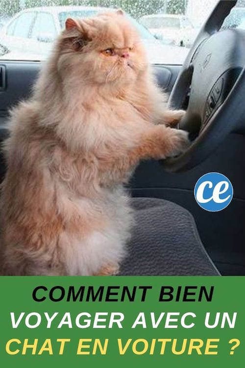 Comment Habituer Son Chat A Voyager En Voiture L Astuce De Mon Veto