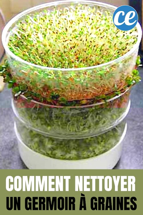 Comment nettoyer et entretenir un germoir à graines avec du bicarbonate