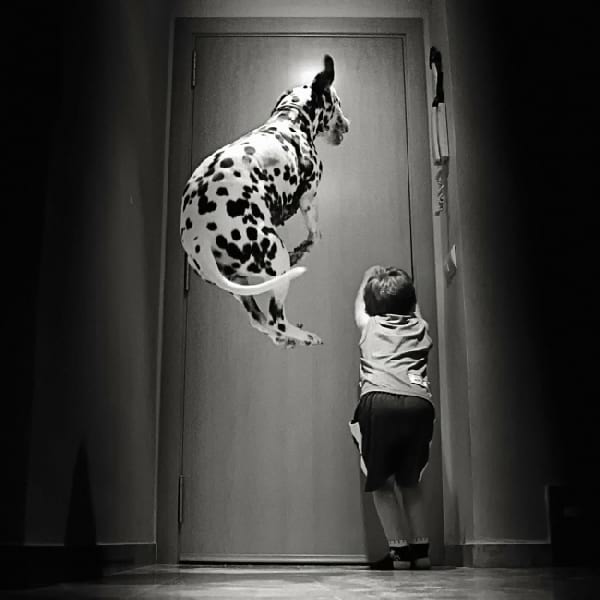 Dalmatien qui saute en l'air derrière un enfant