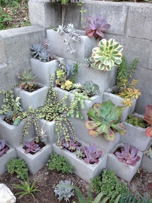 Comment créer un petit jardin de cactus et de succulentes